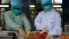 Các nhà khoa học cảnh báo về sự nghiêm trọng của virut H7N9
