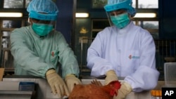 Nhân viên y tế xét nghiệm máu một con gà ở Hong Kong, ngàu 11 tháng 4, 2013. 