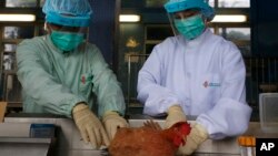 Authorities are taking samples of live poultry from mainland China to test for the H7N9 virus, April 11, 2013. 