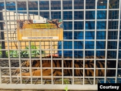 Seekor harimau Sumatra yang dievakuasi ke Sanctuary Harimau Barumun Nagari, Sumut, lantaran masuk ke kawasan permukiman masyarakat. (Courtesy: BBKSDA Sumut).