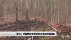 报告：全球野生生物数量40年间大量消亡