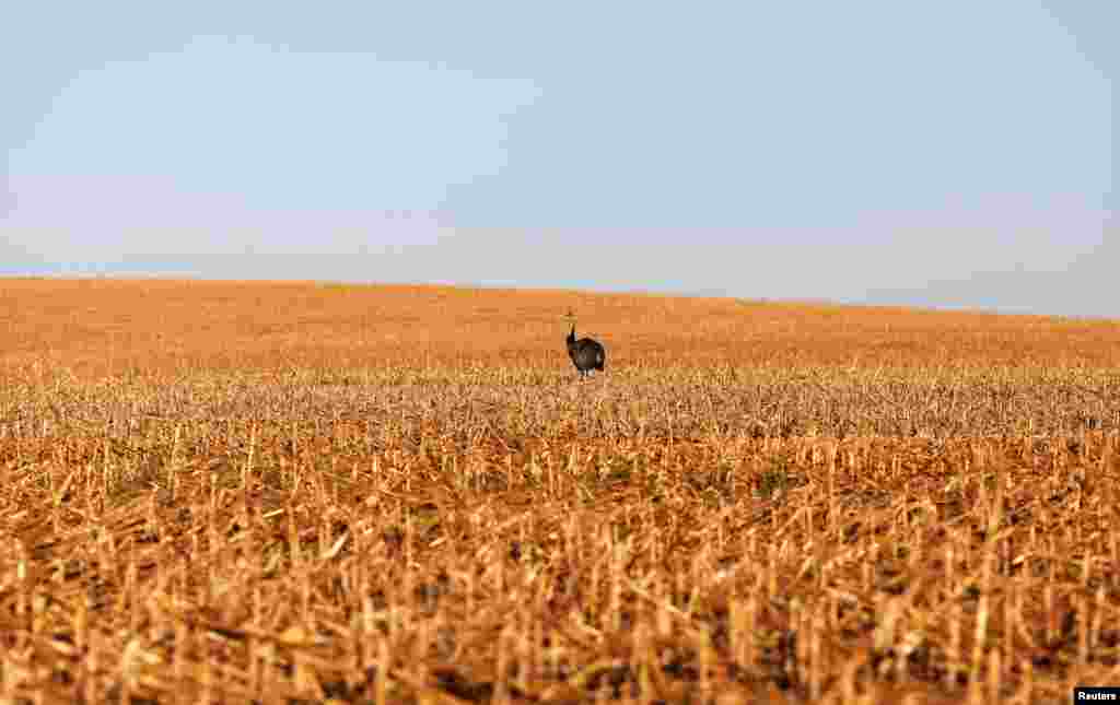 An ostrich stands in a field of second corn (winter corn) near Lucas do Rio Verde in the Mato Grosso state, Brazil.