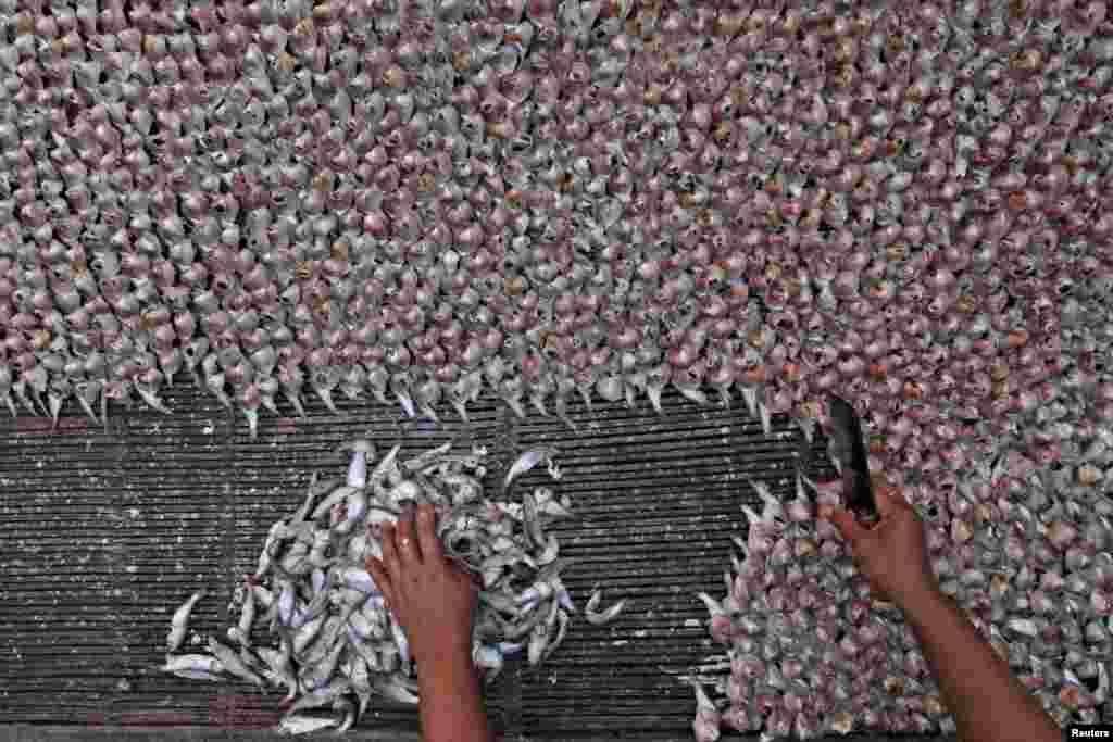 A woman slices fish before drying them during the processing of dried fish at Nambangan village in Surabaya, East Java province, Indonesia, in this photo taken by Antara Foto.