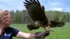 Tourists Experience the Ancient Sport of Falconry