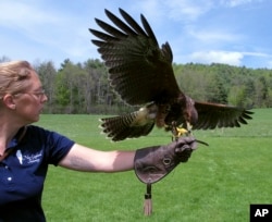 In this May 16, 2018, photo, a Harris's hawk spreads its wings while perched on the hand of falconer Jessica Snyder at New England Falconry in Woodstock, Vt.