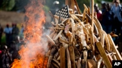 A pile of about 2,000 illegally trafficked elephant tusks and hundreds of finished ivory products are destroyed in the first ever Cameroonian burn of poached wildlife goods, in Yaounde, Cameroon, April 19, 2016. 