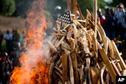 A pile of about 2,000 illegally trafficked elephant tusks and hundreds of finished ivory products are destroyed in the first ever Cameroonian burn of poached wildlife goods, in Yaounde, Cameroon, April 19, 2016.