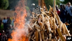 File - On April 19, 2016, in Yaounde, Cameroon, a pile of approximately 2,000 illegally trafficked ivory tusks and hundreds of finished ivory products were burned to burn poached wildlife products.
