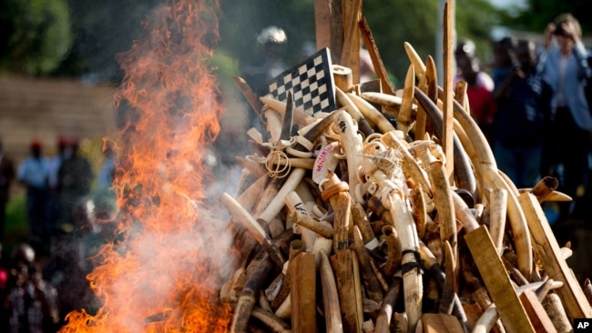 FILE - A pile of about 2,000 illegally trafficked elephant tusks and hundreds of finished ivory products are disposed of in a burning of poached wildlife goods, in Yaounde, Cameroon, April 19, 2016.