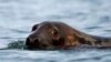 Calls to Reduce Seal Population in US Northeast