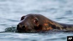 Too Many Seals?