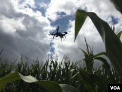 Researchers are studying how drones can identify problem areas such as herbicide resistant weeds and possibly spray difficult to combat weeds. (Photo: E. Lee / VOA)