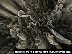 Unique formations inside the Lechuguilla cave, Carlsbad Caverns National Park.