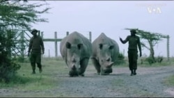 Kenya White Rhino Embryos FOR USAGM