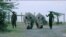 Kenya White Rhino Embryos FOR USAGM