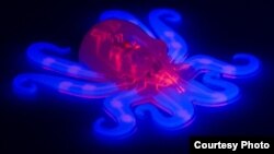 A pneumatic network, in red, is embedded within the octobot's entirely soft body and elastic arms, in blue. (Ryan Truby, Michael Wehner, and Lori Sanders/Harvard University) 