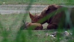 Носороги в Северной Каролине