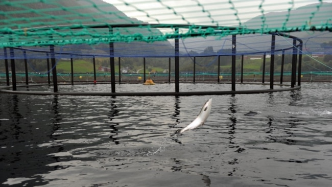 资料照：挪威一个三文鱼养殖场的水面上跃起一条三文鱼。（2014年9月11日）