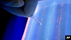 FILE - Lab officer cuts a DNA fragment under UV light from an agarose gel for DNA sequencing as part of research to determine genetic mutation in a blood cancer patient in Singapore.