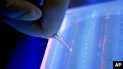 Scientist cuts DNA fragment under UV light.