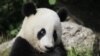 Китай пытается вернуть панд в их естественную среду