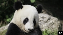 Большая панда. В прошлом хищники, теперь панды питаются исключительно бамбуком