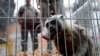WHO: Zaustaviti prodaju divljih životinja na pijacama