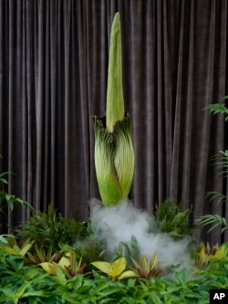 Una planta en peligro de extinción, conocida como "flor cadáver" por su hedor pútrido, está a punto de florecer en el Real Jardín Botánico de Sídney, Australia, el jueves 23 de enero de 2025.