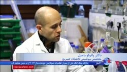 تولید برق از جلبک توسط پژوهشگران دانشگاه کمبریج