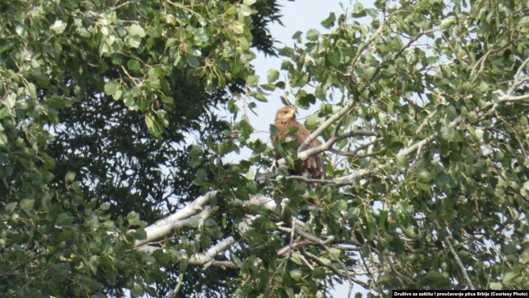 Orao krstaš Nada, mladunče jedinog preostalog para koji se gnezdi u Srbiji, Foto: Društvo za zaštitu i proučavanje ptica Srbije
