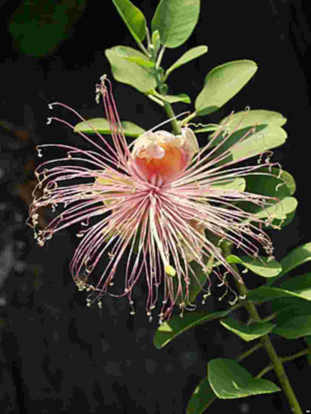 The Hawaiian caper has traditionally been very useful as a medicinal plant. (National Tropical Botanical Garden)