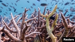 FILE - Bleached corals are seen in a reef in Koh Mak, Trat province, Thailand, May 8, 2024. This year so far the country's weather recorded the highest temperature at 44.2 degrees Celsius affecting the seawater temperature as well. (REUTERS/Napat Wesshasartar/File Photo)