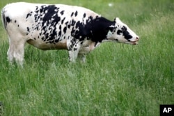 Cow Grazing on Grass