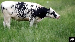 El brazo robótico permite averiguar cuándo fue la última vez que fue ordeñada cada vaca y cuánto produjo. 