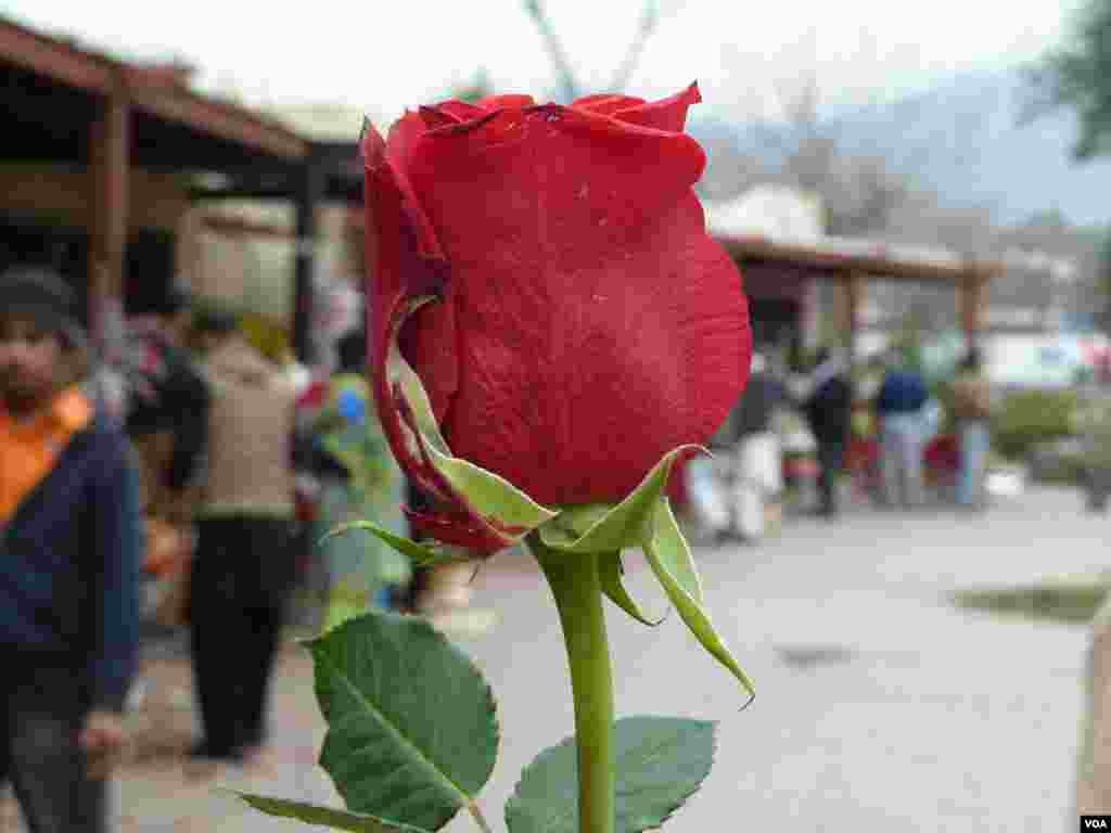 ویلنٹانز ڈے