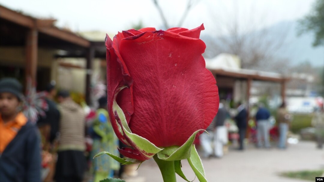 اسلام اباد هائیکورټ پریکړه کړې ده چې پاکستان کې به څوک د مینې د اظهار ورځ نه نمانځي