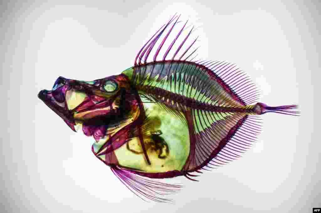 A discolored Zenopsis Nebulosa, or Mirror Dory, with its muscles highlighted by an enzyme and its bones and cartilage colored by chemicals, is displayed during the Transparent Fish Exhibition at the Aquaria KLCC in Kuala Lumpur, Malaysia.