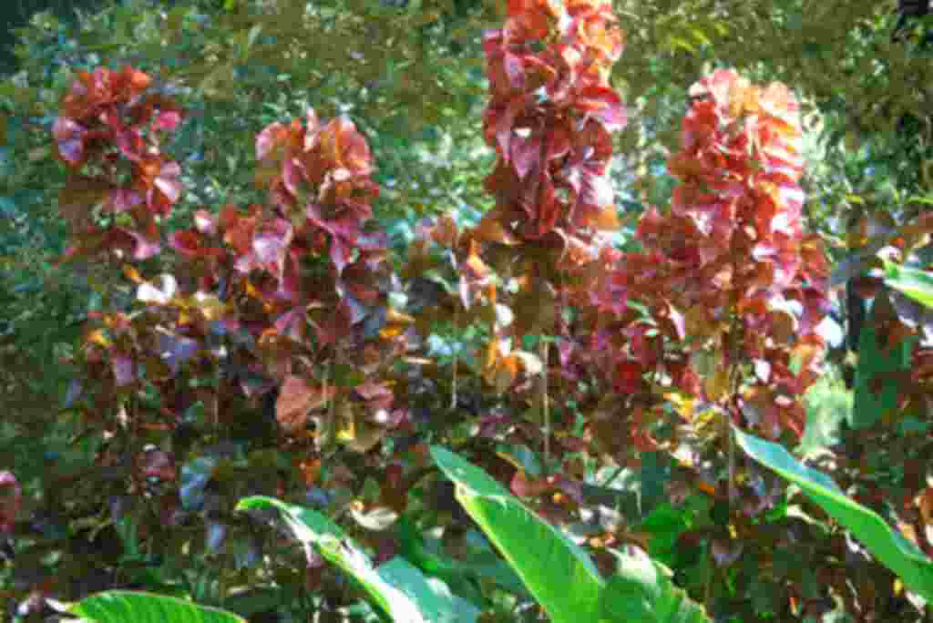 گلهای کاستاریکا / عکاس: بهروز نیکذات