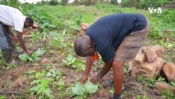 Organic Food Popular in Ghana, West Africa