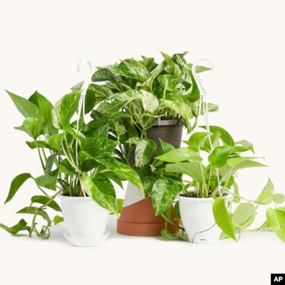 This undated image provided by the Horti houseplant subscription service shows golden, from left, marble and neon varieties of pothos plants. (Horti via AP)