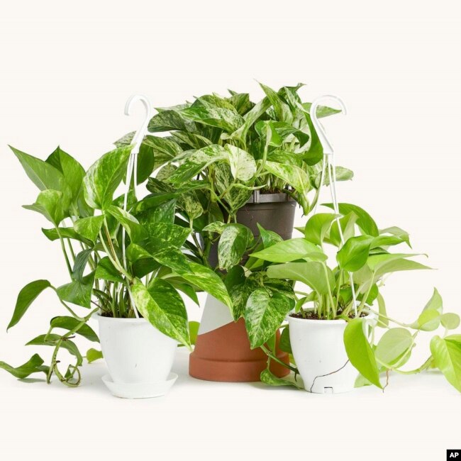 This undated image provided by the Horti houseplant subscription service shows golden, from left, marble and neon varieties of pothos plants. (Horti via AP)