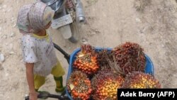 Djevojčica gura kolica dok radi na plantaži palminog ulja u Pelalawanu, u provinciji Riau na indonezijskom ostrvu Sumatra.