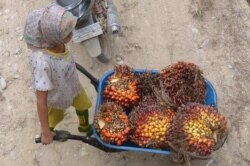 Seorang gadis mendorong gerobak saat bekerja di areal perkebunan kelapa sawit di Pelalawan, Provinsi Riau, 16 September 2015 (Foto: AFP/Adek Berry)