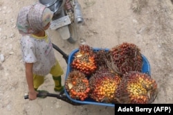 Seorang gadis mendorong gerobak saat bekerja di areal perkebunan kelapa sawit di Pelalawan, Provinsi Riau, 16 September 2015 (Foto: AFP/Adek Berry)