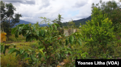 Tanaman Kopi di Desa Kalemago, Lore Timur dengan latar gunung biru yang menjadi tempat persembunyian kelompok MIT, Rabu (12/5/2021). (Foto: VOA/Yoanes Litha)