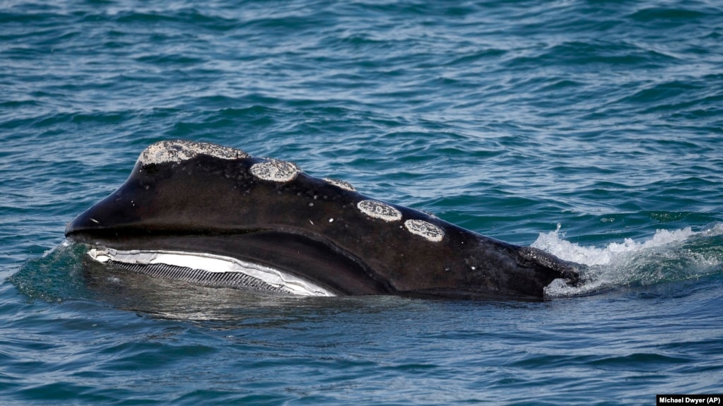 In this March 28, 2018 file photo, a North Atlantic right whale feeds on the surface of Cape Cod Bay off the coast of Plymouth, Massachusetts. (AP Photo/Michael Dwyer, File)