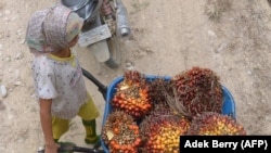 Seorang gadis mendorong gerobak saat bekerja di areal perkebunan kelapa sawit di Pelalawan, Provinsi Riau, 16 September 2015 (Foto: AFP/Adek Berry)