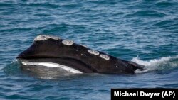 In this March 28, 2018 file photo, a North Atlantic right whale feeds on the surface of Cape Cod Bay off the coast of Plymouth, Massachusetts. (AP Photo/Michael Dwyer, File)