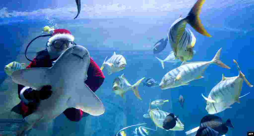 一名裝扮成聖誕老人的潛水員在德國南部慕尼黑的海洋生物園內餵魚。 （2017年12月6日）