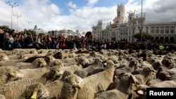 بھیڑوں کا ایک بڑا ریورڑ اسپین کے دارالحکومت میڈرڈ کی شاہراہوں سے گزر رہا ہے۔ 20 اکتوبر 2019